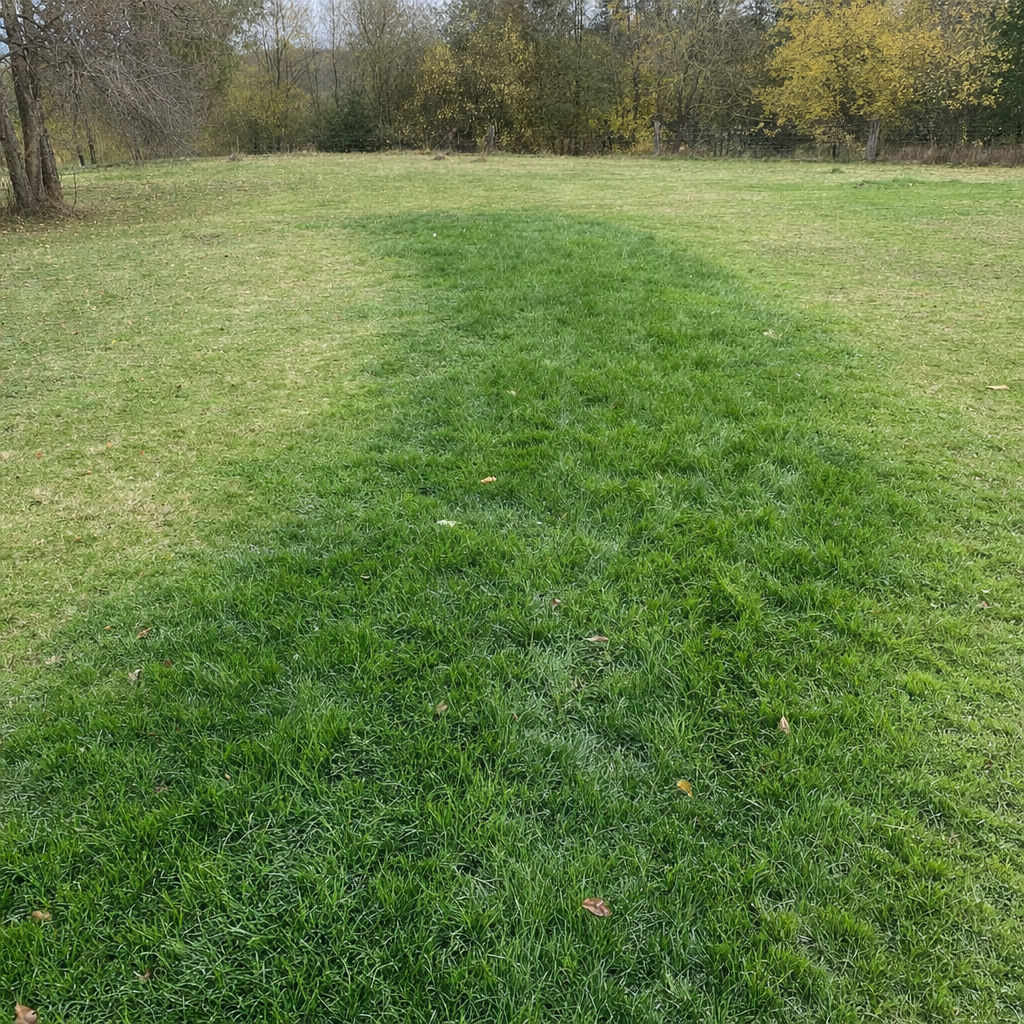 A soggy, unusually green patch of lawn over the drain field of a Logan Square home, a sign the septic tank needs pumping